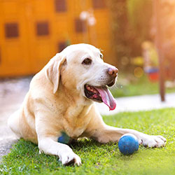Do You Know Your Pet Boost Your Mind??